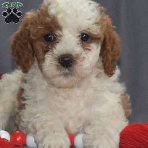 Candy, Cavapoo Puppy