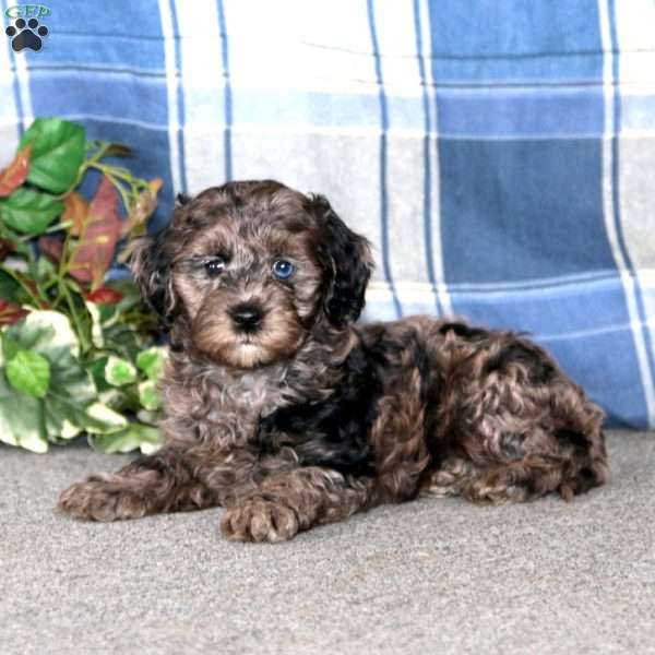 Candy, Cockapoo Puppy