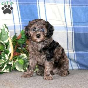 Candy, Cockapoo Puppy