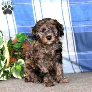 Candy, Cockapoo Puppy