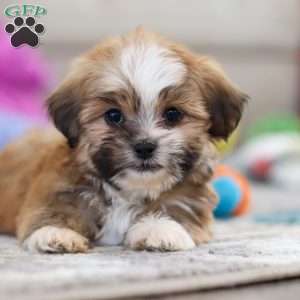 Cannon, Lhasa Apso Puppy