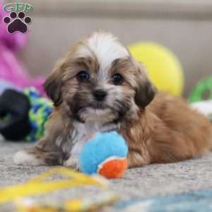 Cannon, Lhasa Apso Puppy