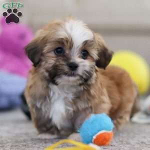 Cannon, Lhasa Apso Puppy