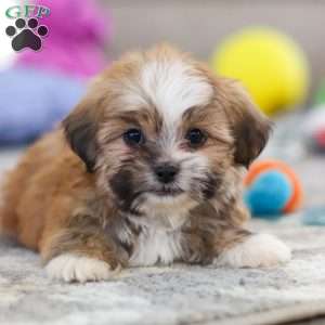 Cannon, Lhasa Apso Puppy