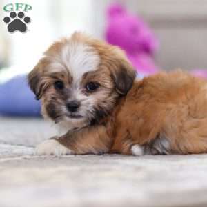 Cannon, Lhasa Apso Puppy