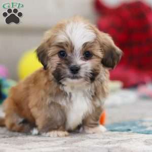 Cannon, Lhasa Apso Puppy