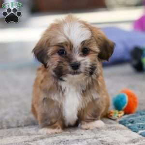 Cannon, Lhasa Apso Puppy