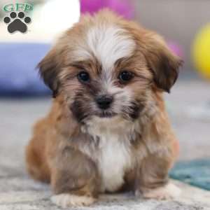 Cannon, Lhasa Apso Puppy