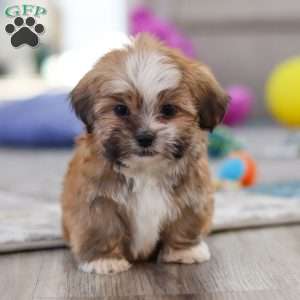 Cannon, Lhasa Apso Puppy