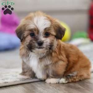 Cannon, Lhasa Apso Puppy