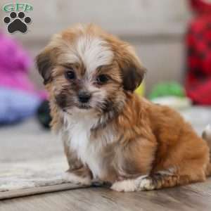 Cannon, Lhasa Apso Puppy