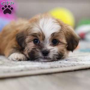 Cannon, Lhasa Apso Puppy