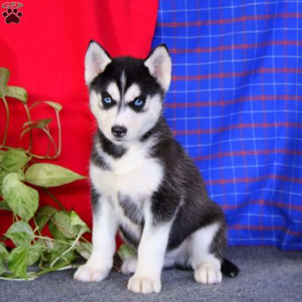 Captain, Siberian Husky Puppy