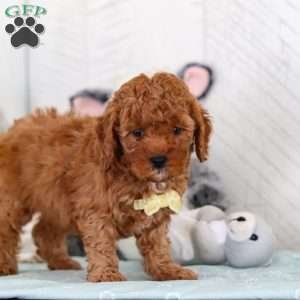 Captain, Cavapoo Puppy