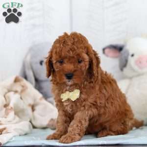 Captain, Cavapoo Puppy