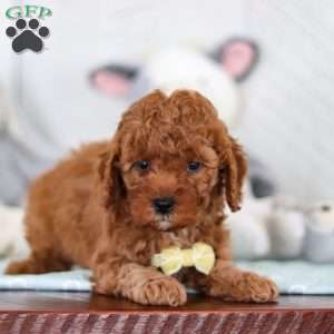 Captain, Cavapoo Puppy