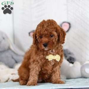 Captain, Cavapoo Puppy