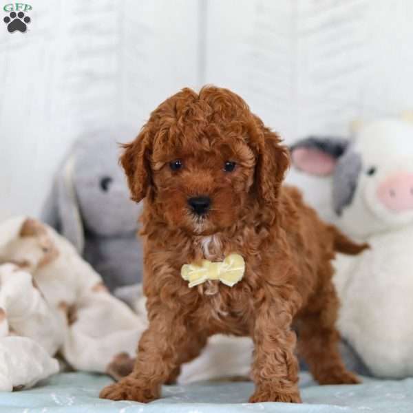 Captain, Cavapoo Puppy