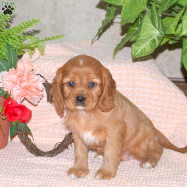 Caramel, Cavalier King Charles Spaniel Puppy