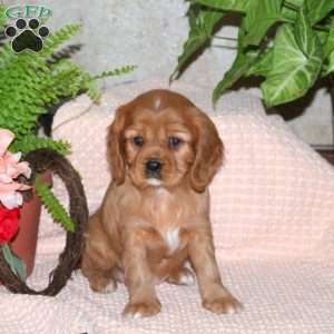 Caramel, Cavalier King Charles Spaniel Puppy