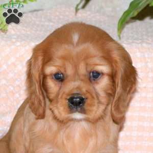 Caramel, Cavalier King Charles Spaniel Puppy