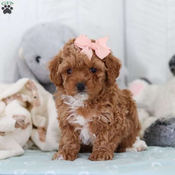 Carla, Cavapoo Puppy