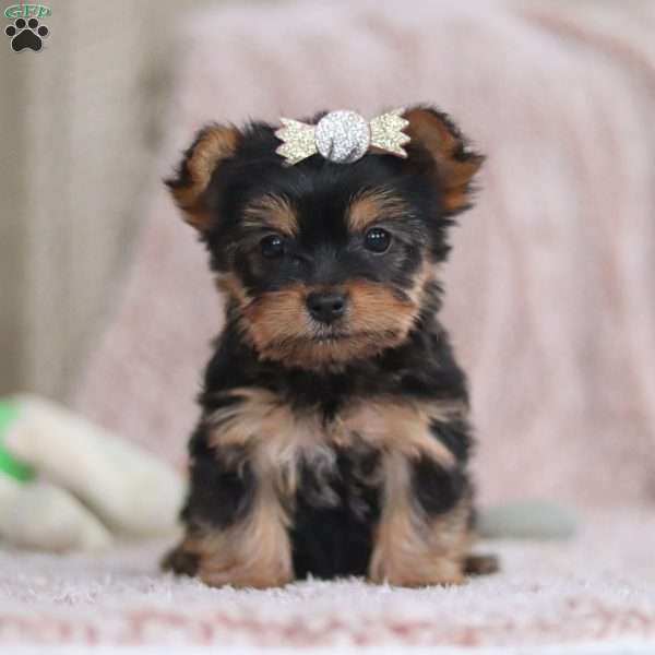 Caroline, Yorkie-Chon Puppy