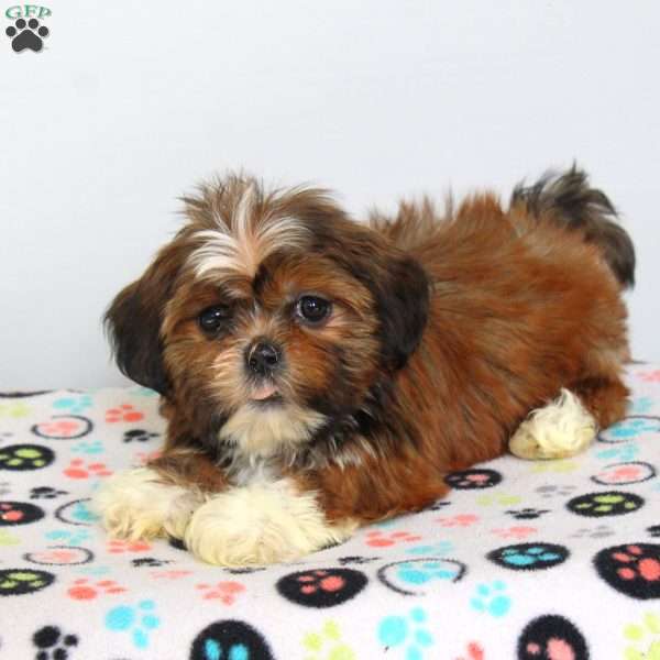 Carson, Shih Tzu Puppy