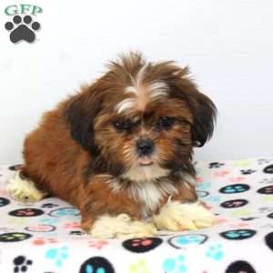 Carson, Shih Tzu Puppy