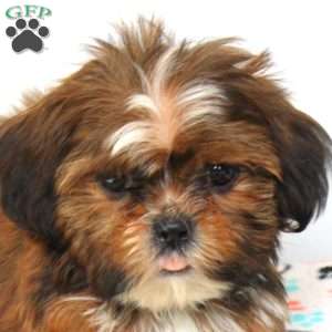 Carson, Shih Tzu Puppy