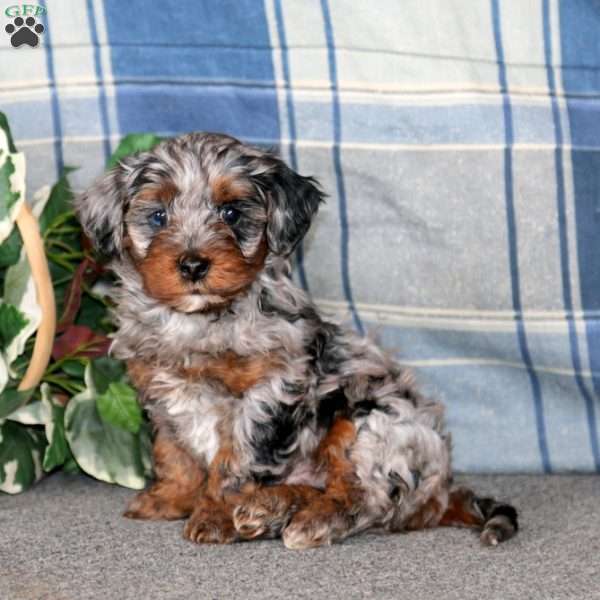 Carson, Cockapoo Puppy