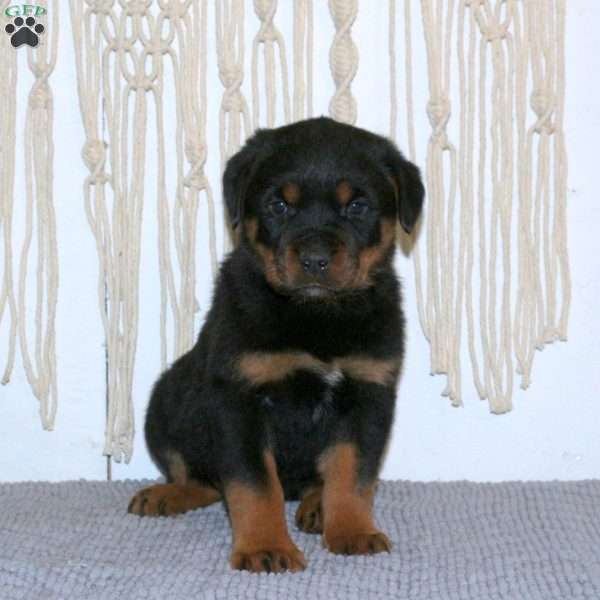 Carter, Rottweiler Puppy