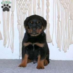 Carter, Rottweiler Puppy