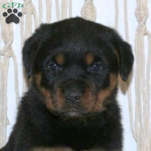 Carter, Rottweiler Puppy