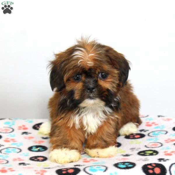 Cathy, Shih Tzu Puppy