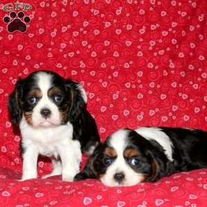 Silas, Cavalier King Charles Spaniel Puppy