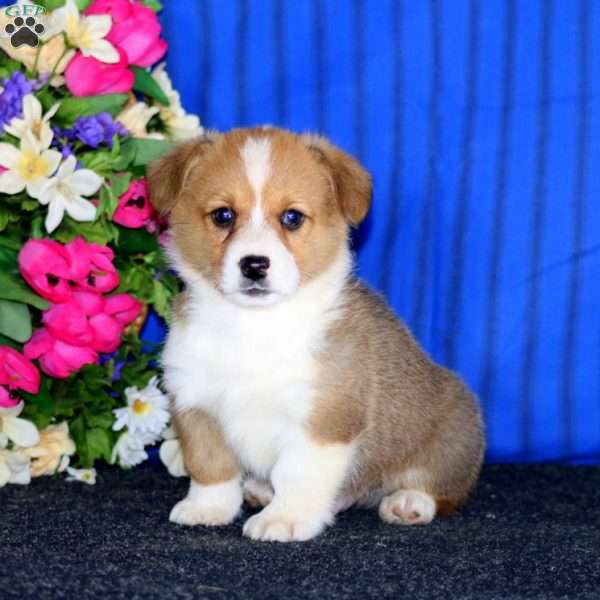 Cayson, Pembroke Welsh Corgi Puppy