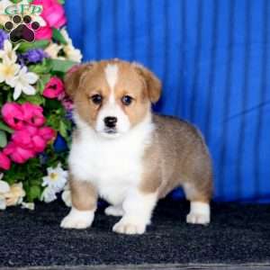 Cayson, Pembroke Welsh Corgi Puppy