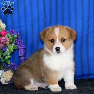 Cayson, Pembroke Welsh Corgi Puppy