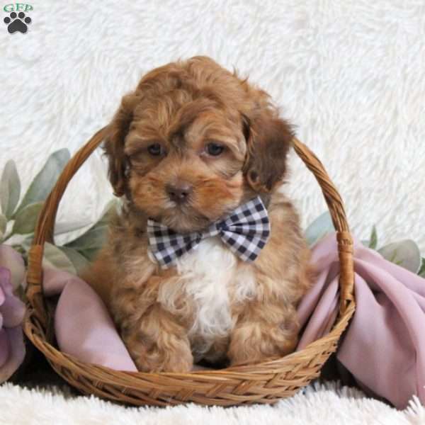 Chadwick, Shih-Poo Puppy