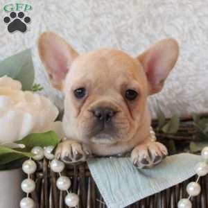 Champagne Mist, French Bulldog Puppy