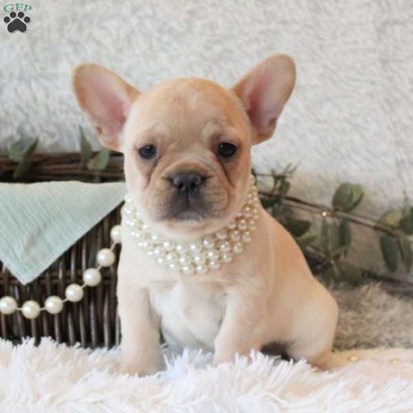 Champagne Mist, French Bulldog Puppy