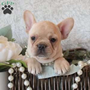 Champagne Mist, French Bulldog Puppy