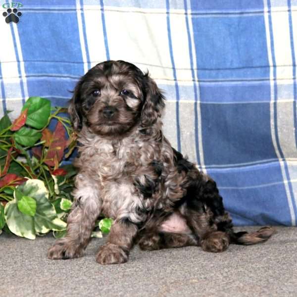 Chance, Cockapoo Puppy