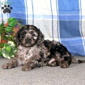 Chance, Cockapoo Puppy