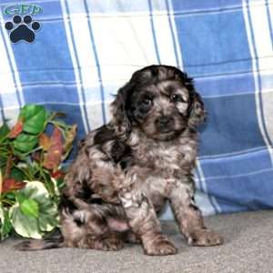 Chance, Cockapoo Puppy