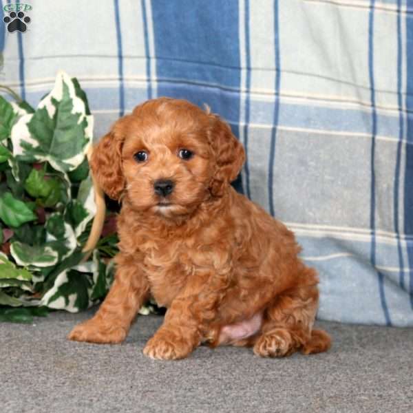 Charger, Cockapoo Puppy