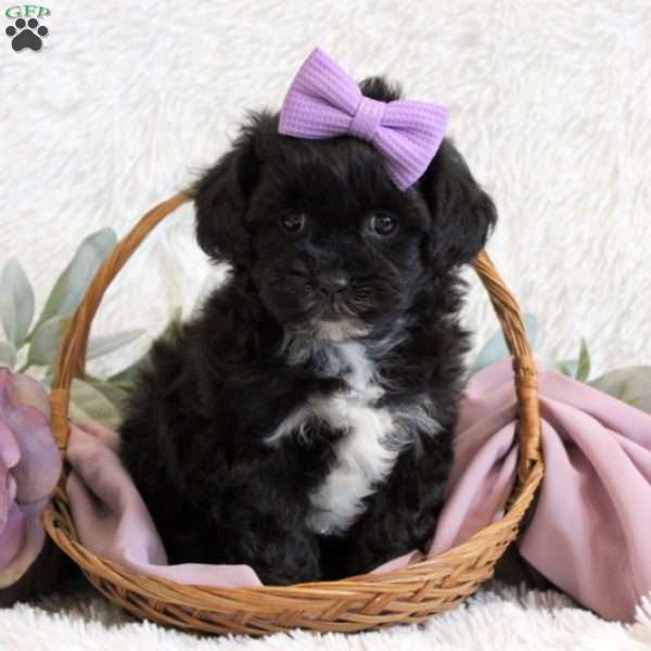 Charity, Shih-Poo Puppy