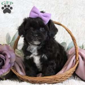 Charity, Shih-Poo Puppy