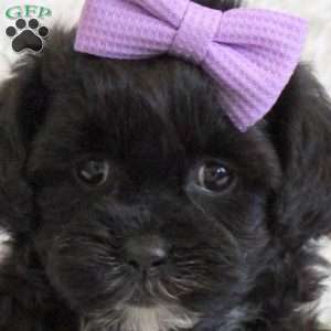 Charity, Shih-Poo Puppy